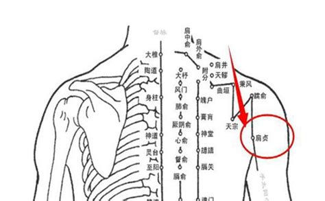 肩真穴|醫砭 » 經穴庫 » 肩貞